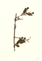藏品(苦林盤(白花苦林盤))的圖片